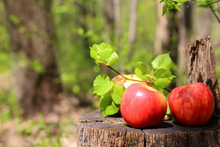 三个红色成熟多汁的苹果躺在一个木树桩上, 一棵椴树在阳光明媚的夏日与森林里的自然背景作斗争。