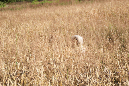 在田间和赫斯基的金色小麦收获图片