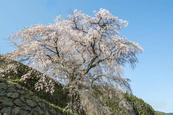 奈良 Uda 市本乡地区 Matabei 樱花