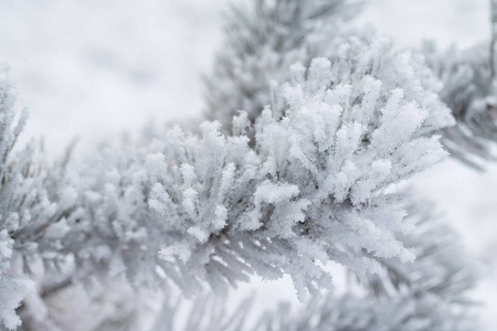 杉木树针上的积雪关闭了图片