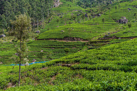 斯里兰卡哈普特莱附近山区的茶叶种植园