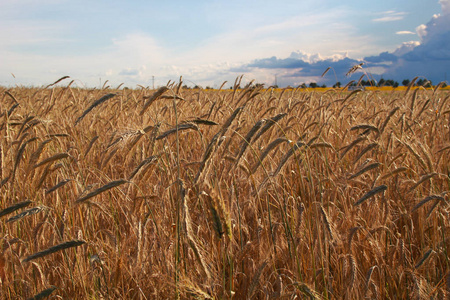 金黄麦子的收获在领域