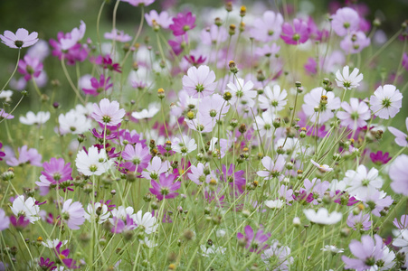 波斯菊花海