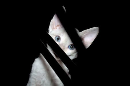 猫咪偷看的图片