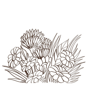 白色背景 chamomiles 单色花束