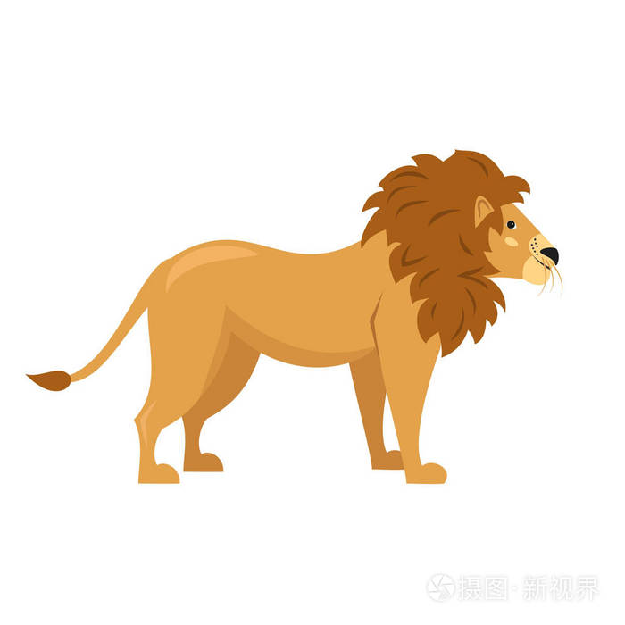 可爱的狮子,在白色的背景