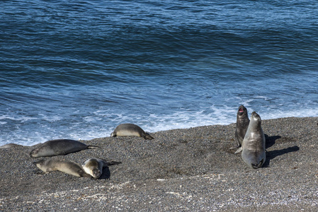 在太阳下休息的海狮, 巴塔哥尼亚海岸线, 阿根廷的巴尔德斯半岛