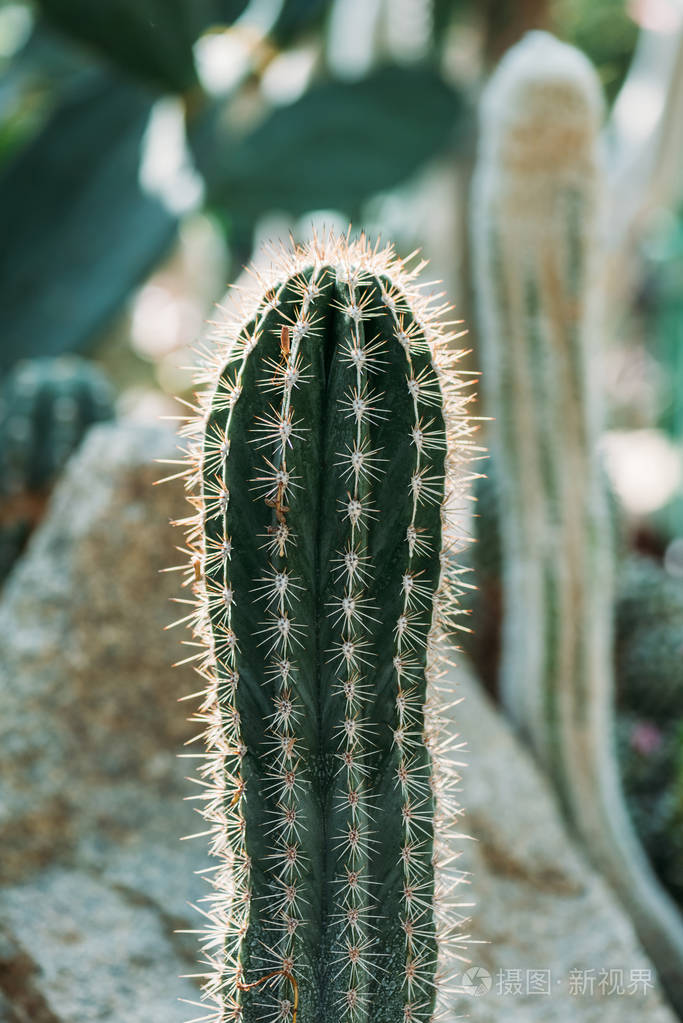 一个植物绿色仙人掌与针