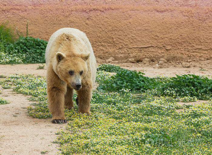棕色的熊熊在动物园里