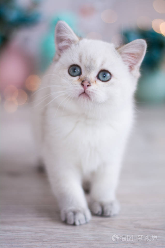 3999*5999px发票合同问题/猫宠物可爱动物小猫查看作者其他作品查看