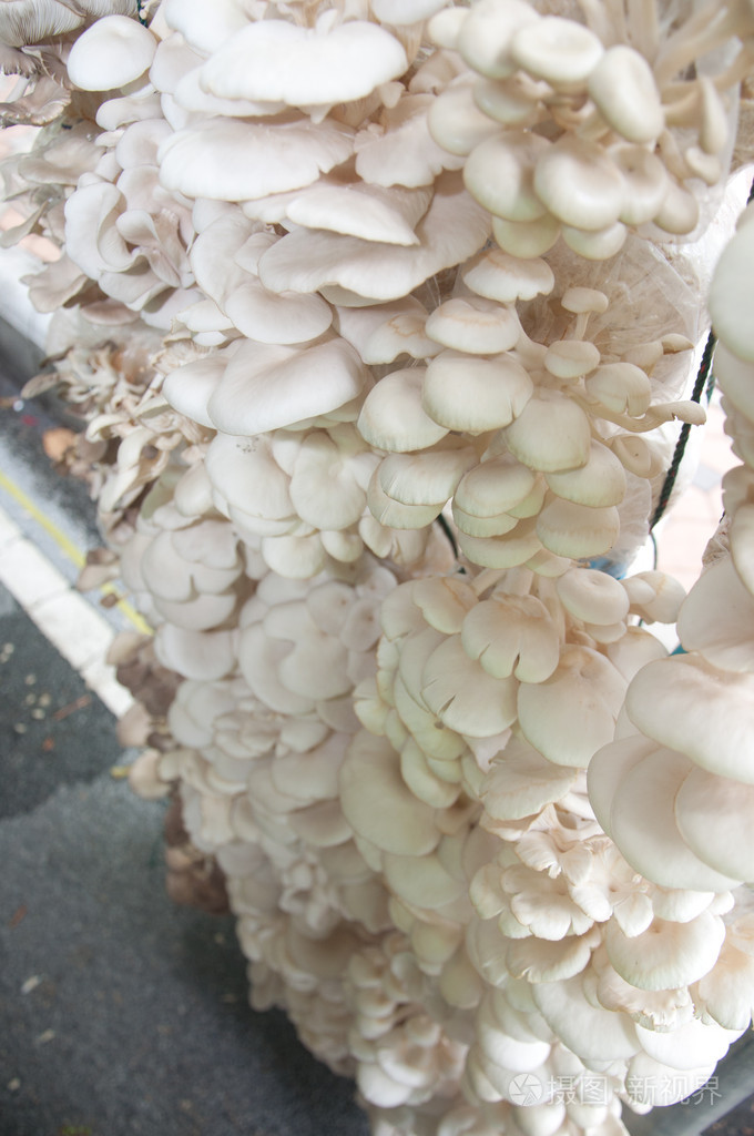 水稻秸秆蘑菇种植