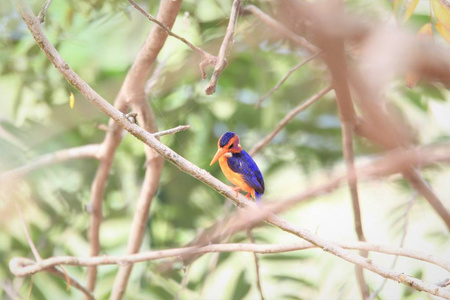 非洲侏儒翠鸟 Ispidina picta picta 在加纳