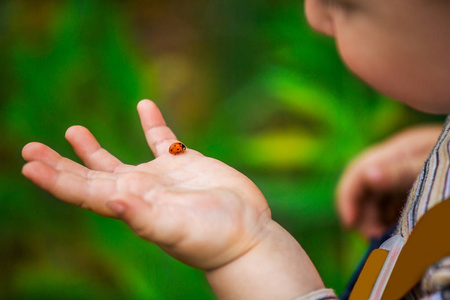 一个小男孩看着他手上的瓢虫。瓢虫爬行在孩子的手上