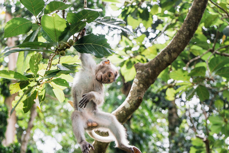 巴厘巴厘岛猴林猴图片