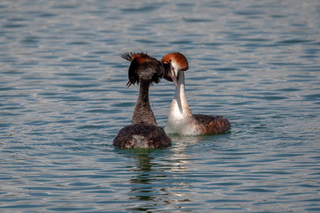 一对大冠 Podiceps cristatus 春季仪式