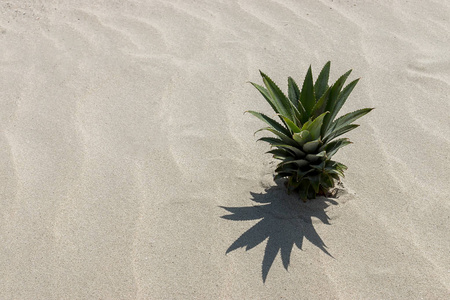 海滩上的菠萝树