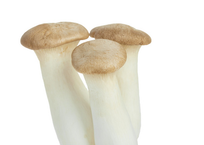 蘑菇名称 eringii