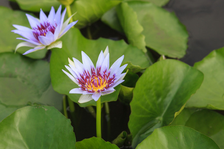 荷花，莲花盛开在热带花园