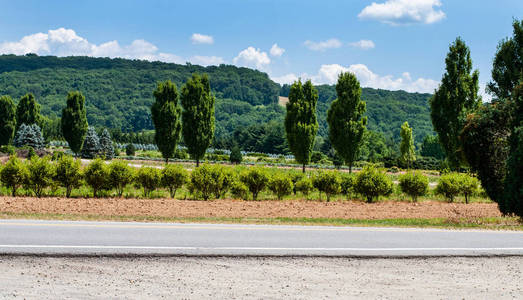 乡村道路与树木。道路之间的告发领域。景观乡村