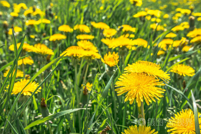 草地上的黄色蒲公英, 草中的花朵
