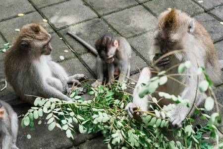 印度尼西亚巴厘岛乌布猴林猴群