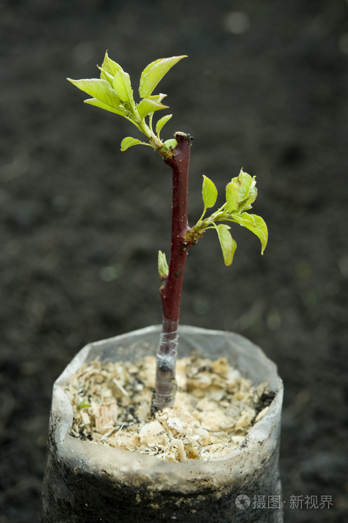 嫁接照片-正版商用图片058fjy-摄图新视界