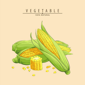 玉米芯向量图片