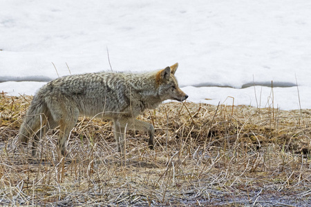 狼在黄石国家公园照片
