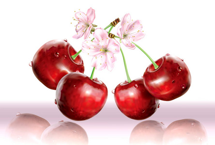 樱桃和花在白色粉红色背景。矢量插图