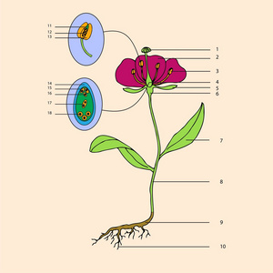 植物园 花卉形态