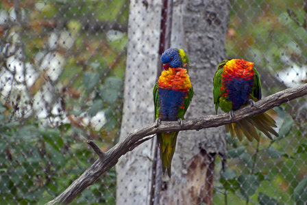 彩虹澳洲鹦鹉的图片