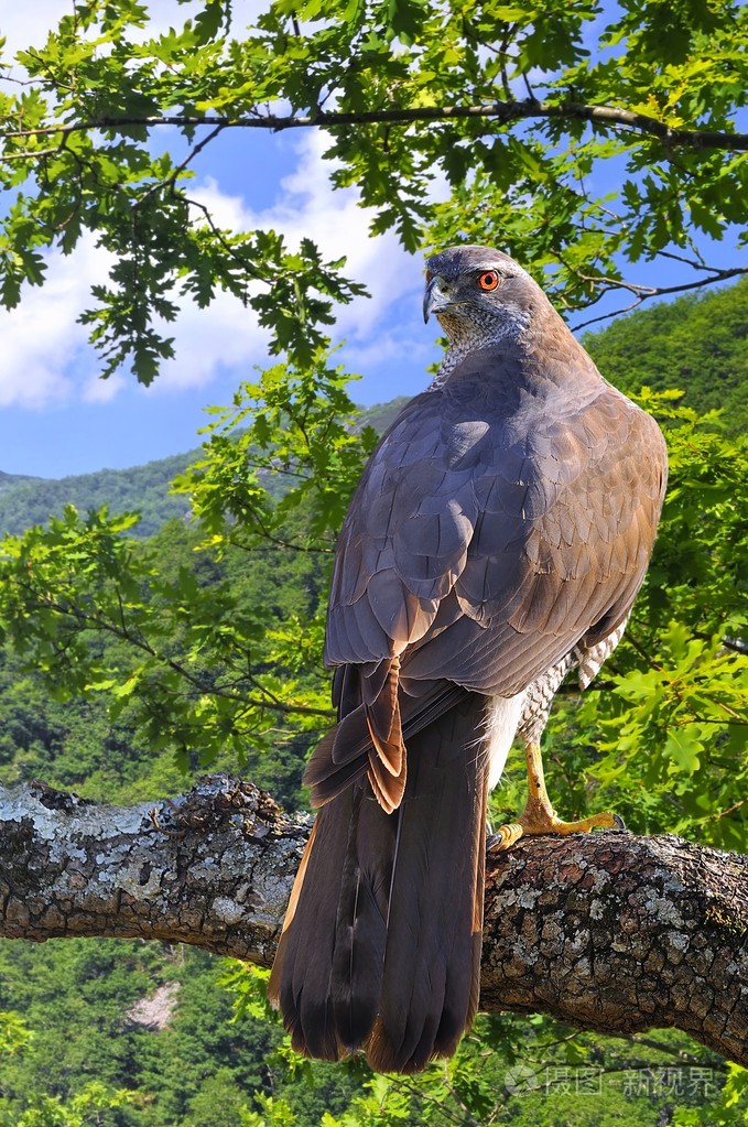 在森林里的苍鹰