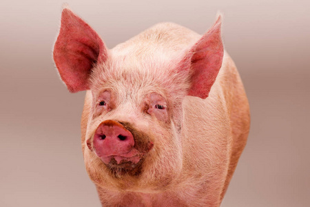 粉红色脂肪大生猪的动物肖像在明亮的背景下