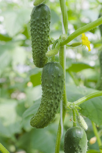 日光温室黄瓜植株