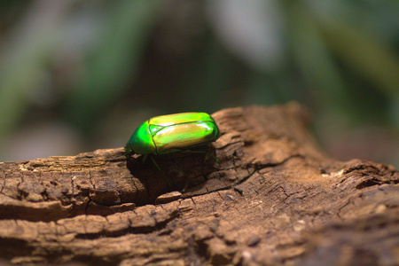 绿色甲虫