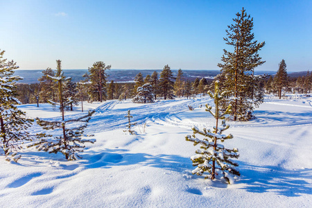 在森林边缘的田野上蓬松的雪。极地圈, 拉普兰。异国情调和极端旅行的概念。新年阳光明媚的冬日