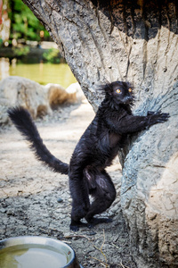 黑狐猴美 macaco 在野生动物园