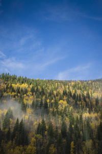 美丽的秋天有色森林与白云和蓝色天空