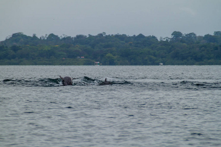 巴拿马博卡斯群岛的海豚