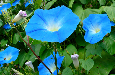 蓝色蕹菜。牵牛花