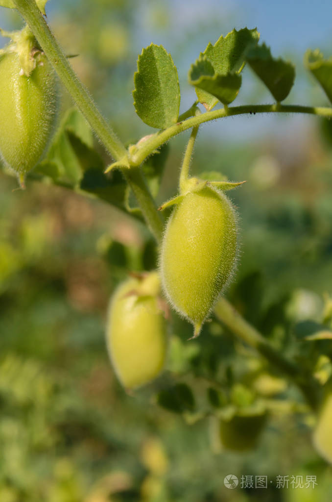 绿荚鹰嘴豆生长在植株上的绿色鹰嘴豆鹰嘴豆植物细节在田间生长