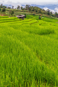 泰国清迈梅 Chaem Pieng 的绿梯田稻田