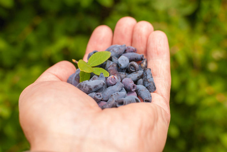 手持一把金银花的人的手衣衫褴褛的知更鸟lychnisfloscuculi在草地上