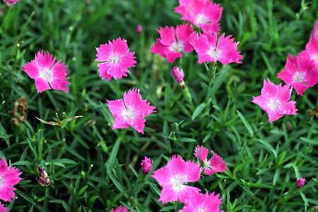 粉红色花朵的花园