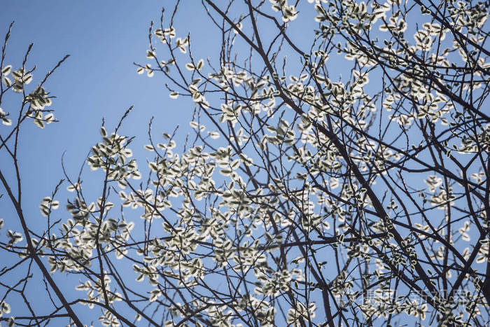 在模糊的背景下白桦树上的花朵和树叶乡村风光