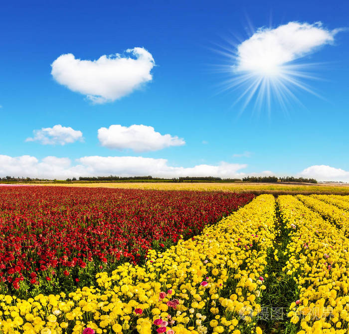 明亮的春天的阳光照耀着云层.乡村与生态旅游概念