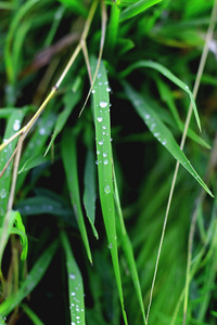 雨后的树叶露水