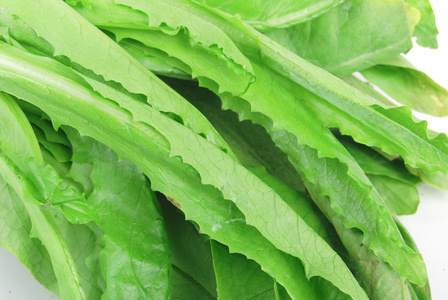 叶菜类蔬菜图片