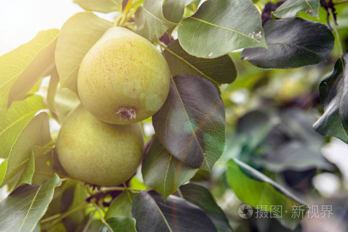 树上的梨在傍晚的阳光下