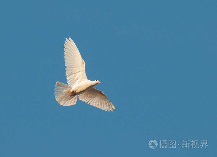 一个白色鸽子飞在天空中